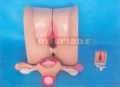 EXTRA HEALTH FEMALE GENITAL ORGANS DEMONSTRATION MODEL